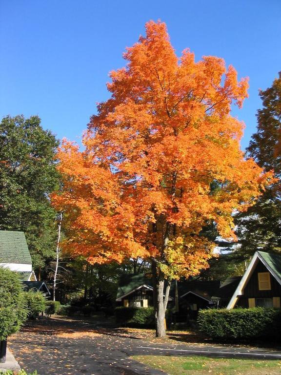 Amber Lantern Duplex Cottage Lake George Room photo
